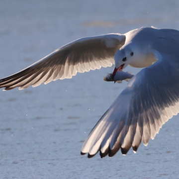 mouette rieuse_20251225_b
